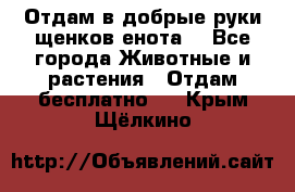 Отдам в добрые руки щенков енота. - Все города Животные и растения » Отдам бесплатно   . Крым,Щёлкино